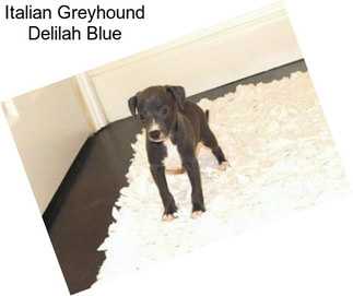 Italian Greyhound Delilah Blue