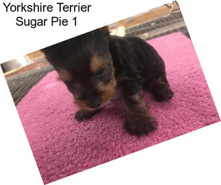 Yorkshire Terrier Sugar Pie 1