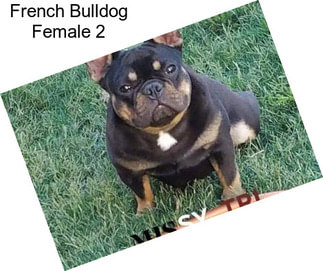 French Bulldog Female 2