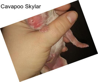 Cavapoo Skylar