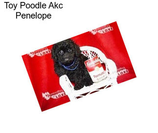 Toy Poodle Akc Penelope