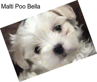 Malti Poo Bella