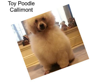 Toy Poodle Callimont