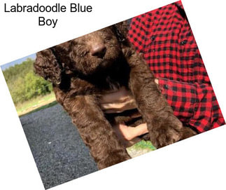 Labradoodle Blue Boy