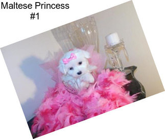 Maltese Princess #1