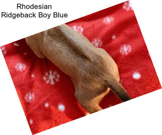 Rhodesian Ridgeback Boy Blue