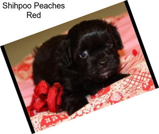 Shihpoo Peaches Red