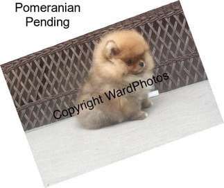 Pomeranian Pending