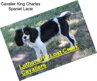 Cavalier King Charles Spaniel Lacie