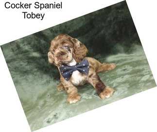 Cocker Spaniel Tobey