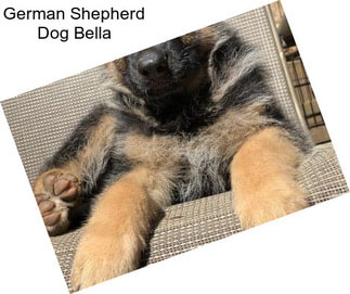 German Shepherd Dog Bella