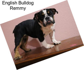 English Bulldog Remmy