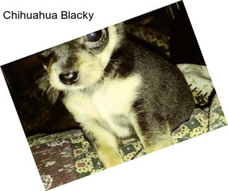 Chihuahua Blacky