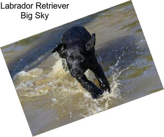 Labrador Retriever Big Sky