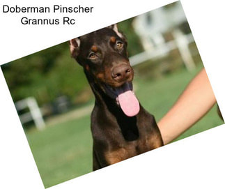 Doberman Pinscher Grannus Rc