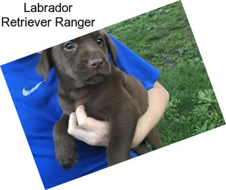 Labrador Retriever Ranger