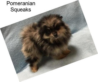 Pomeranian Squeaks