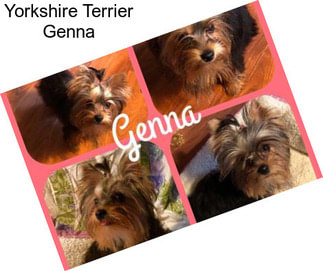 Yorkshire Terrier Genna