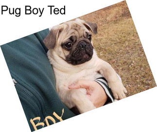 Pug Boy Ted