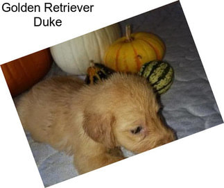 Golden Retriever Duke