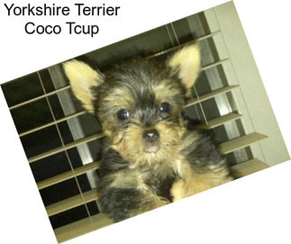 Yorkshire Terrier Coco Tcup