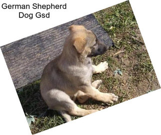 German Shepherd Dog Gsd