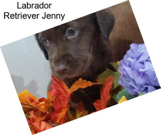 Labrador Retriever Jenny