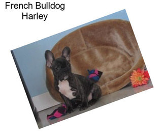 French Bulldog Harley