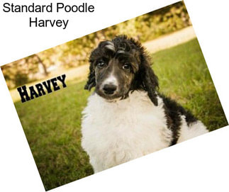 Standard Poodle Harvey