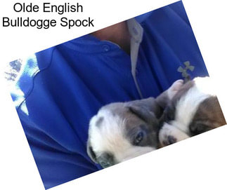 Olde English Bulldogge Spock