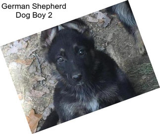 German Shepherd Dog Boy 2