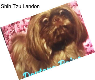 Shih Tzu Landon