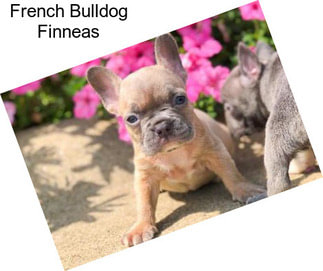 French Bulldog Finneas