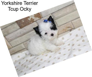 Yorkshire Terrier Tcup Ocky