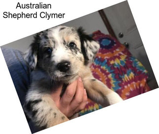 Australian Shepherd Clymer