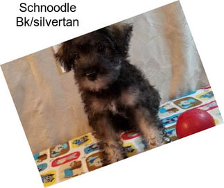 Schnoodle Bk/silvertan