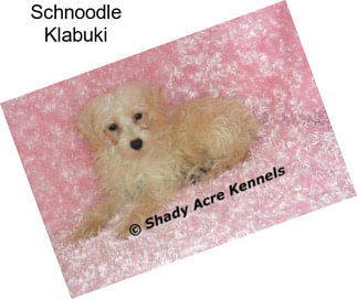 Schnoodle Klabuki