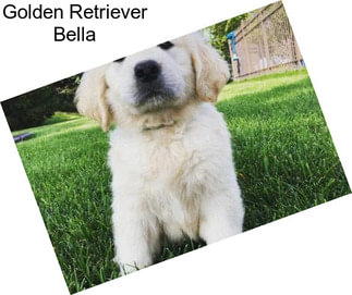 Golden Retriever Bella