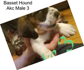 Basset Hound Akc Male 3