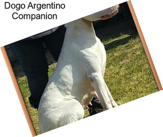 Dogo Argentino Companion