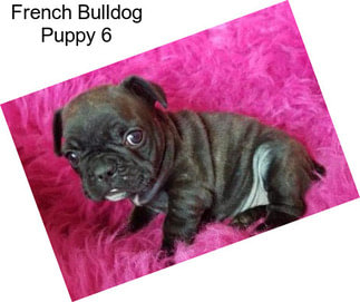 French Bulldog Puppy 6