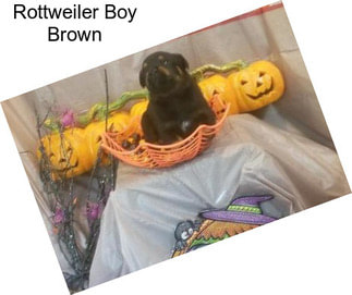 Rottweiler Boy Brown