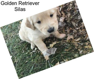 Golden Retriever Silas