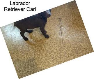 Labrador Retriever Carl