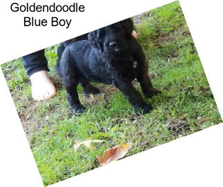 Goldendoodle Blue Boy