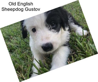 Old English Sheepdog Gustov