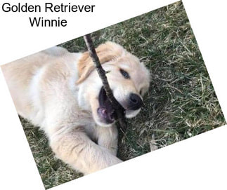Golden Retriever Winnie
