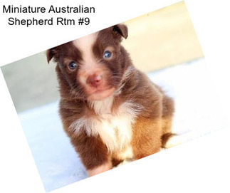 Miniature Australian Shepherd Rtm #9