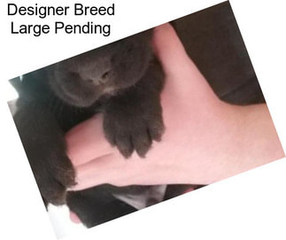 Designer Breed Large Pending