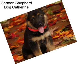 German Shepherd Dog Catherine